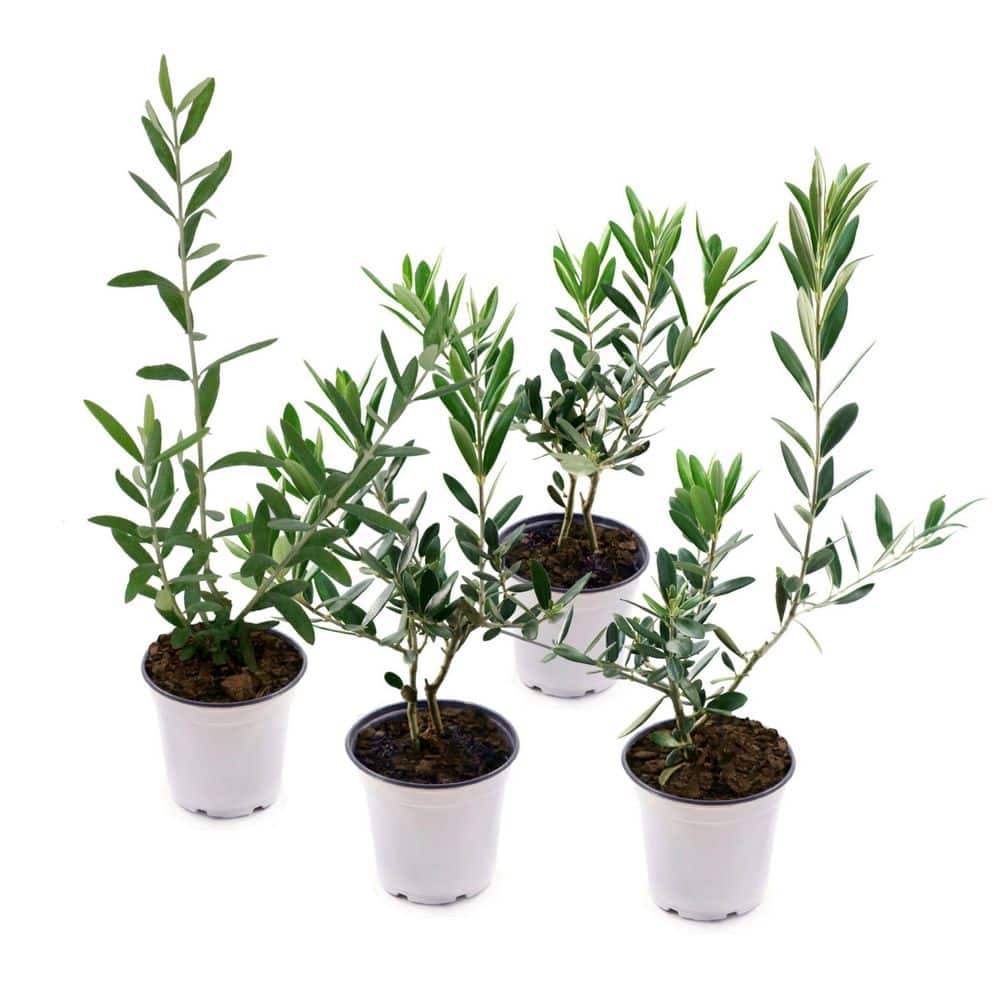 plant saucer Down Under 6 in. D Plastic Plant Saucer Black