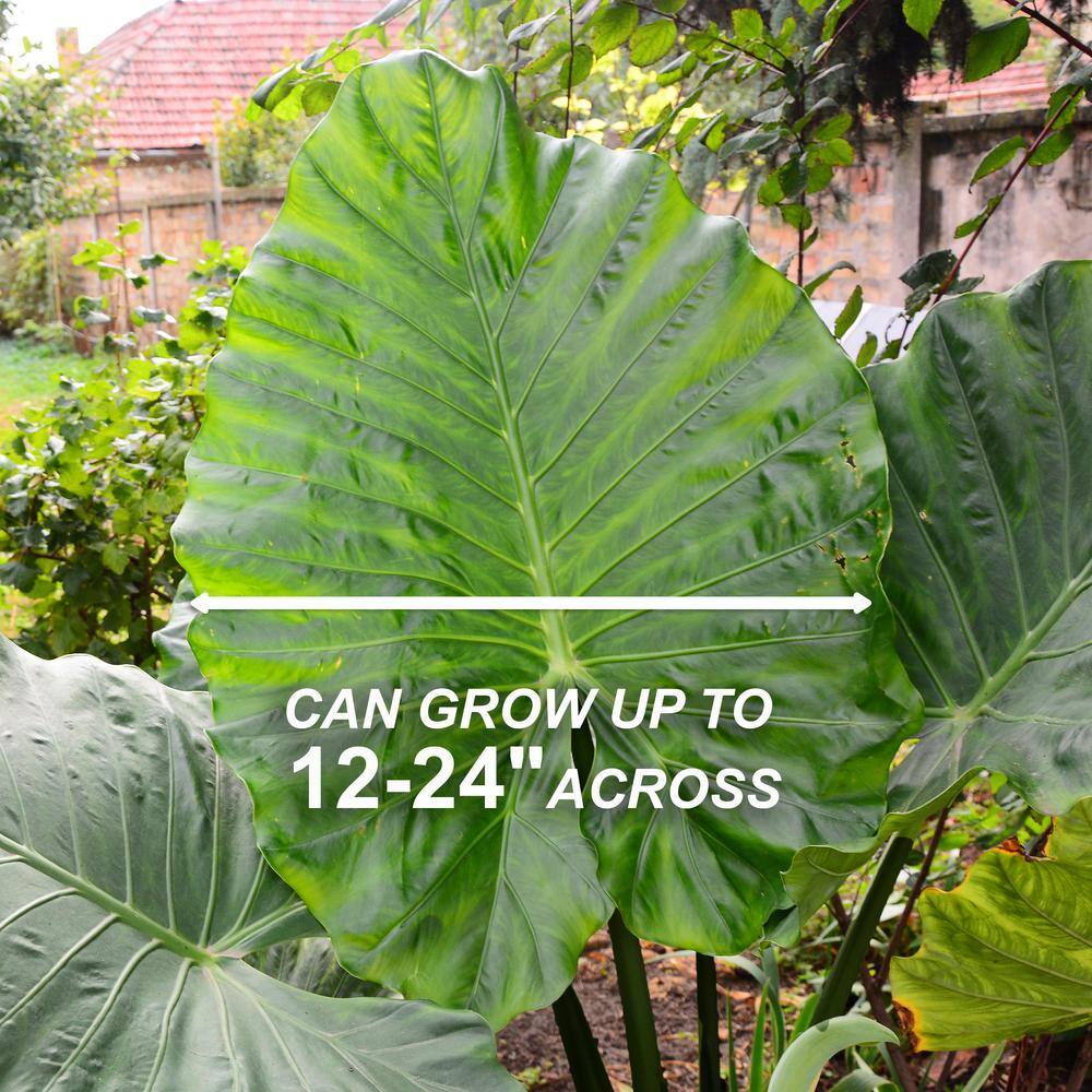 Colocasia Upright Black Elephant Ear Bulbs with Green Foliage, 7-9 inches