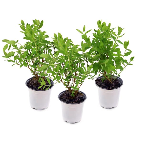 4 in. Honeysuckle Peaches and Cream Plant (3-Pack)