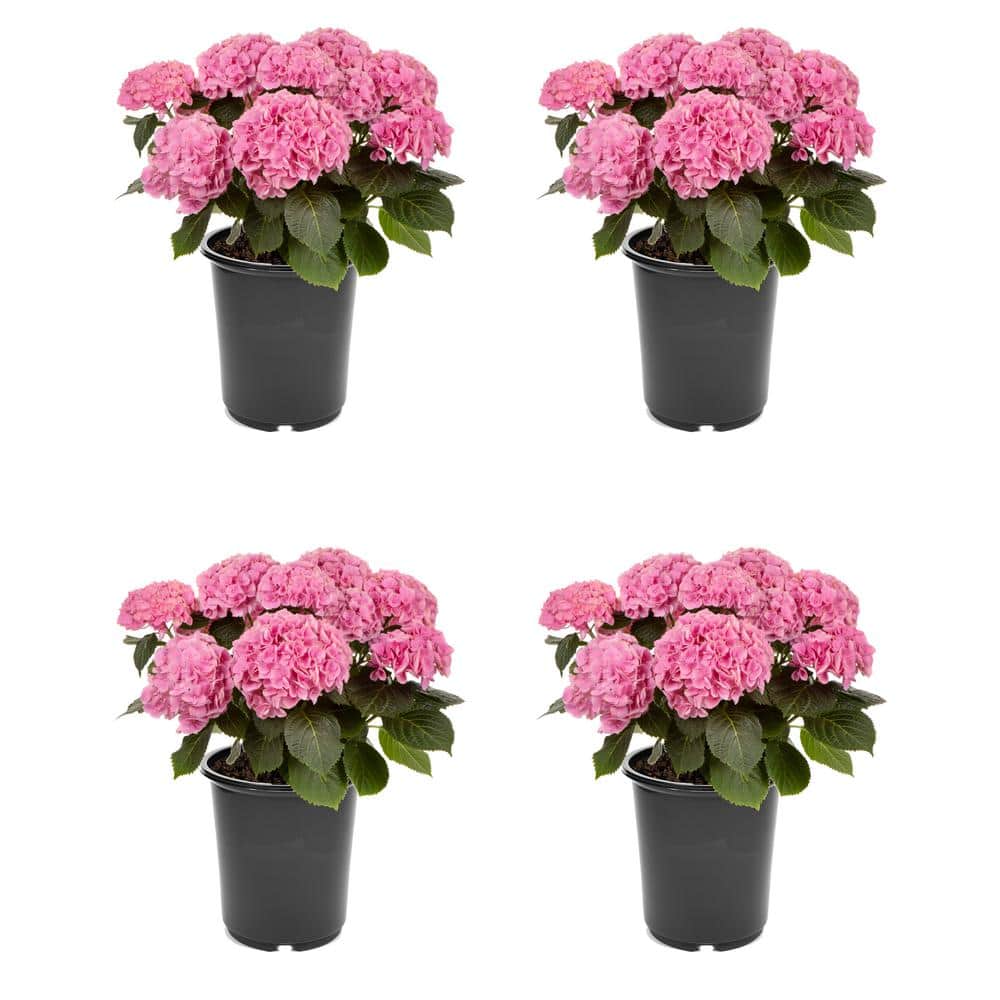 2.5 qt. Hydrangea macrophylla Hi River Pink Perennial Plant with Pink Flowe