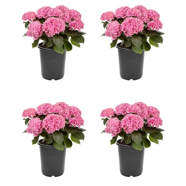 Unbranded 2.5 qt. Hydrangea macrophylla Hi River Pink Perennial Plant with Pink Flowers - 4-Pack