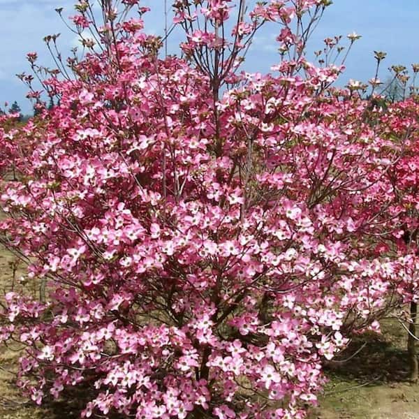 5 Gal. Pink Dogwood Flowering Deciduous Tree with Pink Flowers