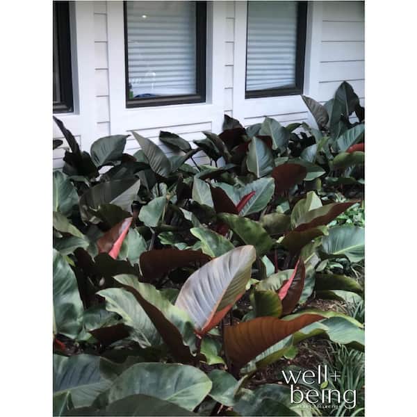 prayer plants for sale Prayer Plant Pop-Up Bouquet