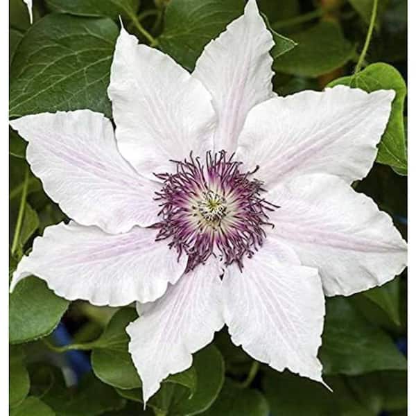 Wekiva Foliage Clematis Snow Queen-5 Live Plants in 4 in. Growers Pots-Clematis Snow Queen-Beautiful White Flowering Vine