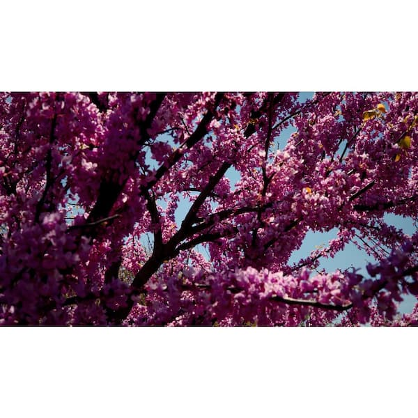 3 Gal. Eastern Redbud (Cercis Canadensis) Live Flowering Tree with Purple Flowers