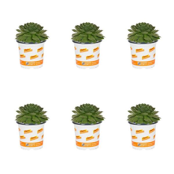 Vigoro 1 pt. Green Sempervivum Hen and Chicks Perennial Plant (6-Pack)