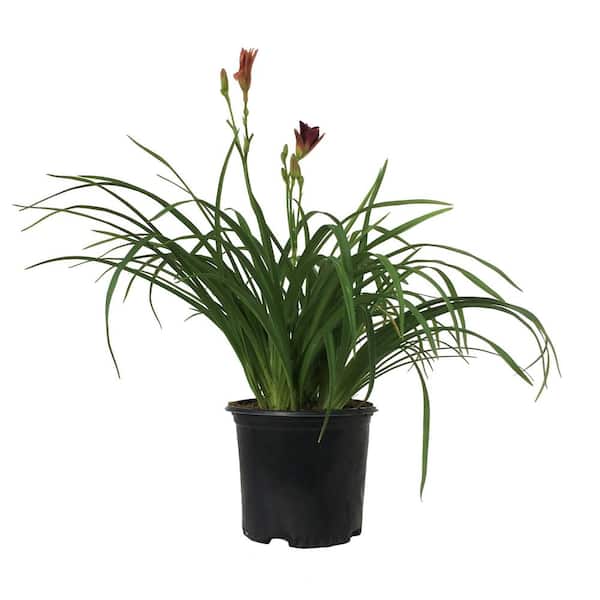 Plants That Work Daylily (Hemerocallis) Double Pardon Me