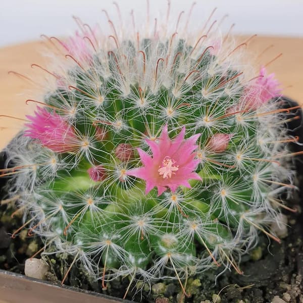 Wekiva Foliage Powder Puff Cactus-4 Live Starter Plants in 2 in. Growers  Pots-Mammillaria Bocasana-Flowering Easy Care Cactus PowPuff4x2 - The Home  Depot