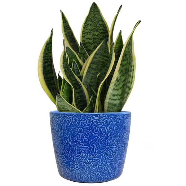 Lillian Medium Blue Ceramic Indoor Planter with Drainage Holes (12 in. L x 12 in. W x 10.1 in. H)