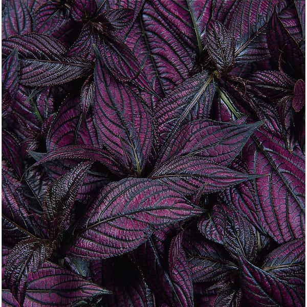 1.38-Pint Strobilanthus Persian Shield in 4.5 in. Grower's Pot (4-Pack)