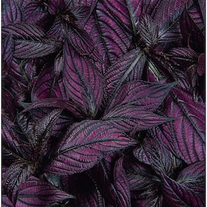 1.38-Pint Strobilanthus Persian Shield in 4.5 in. Grower's Pot (4-Pack)