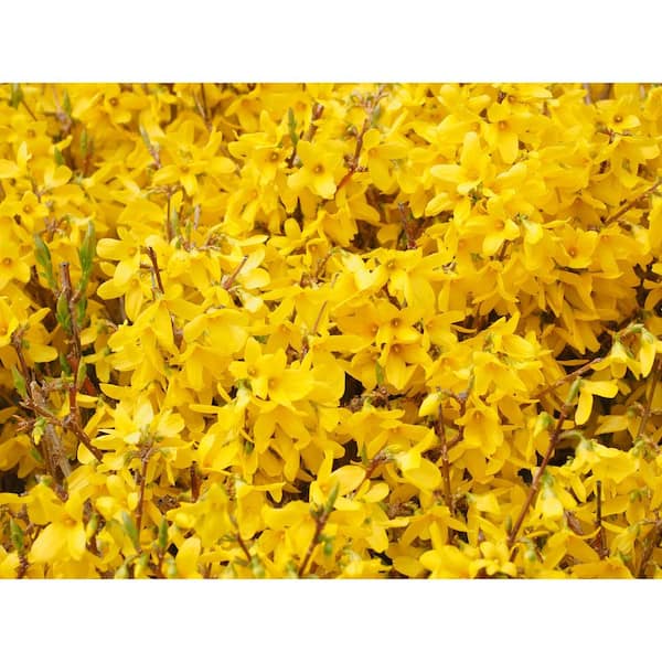 1 Gal. Show Off Forsythia Shrub With Bright Honey-Yellow Flowers and Dwarfing Form