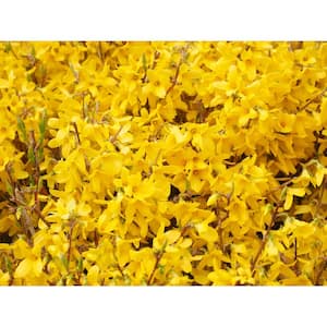 1 Gal. Show Off Forsythia Shrub With Bright Honey-Yellow Flowers and Dwarfing Form