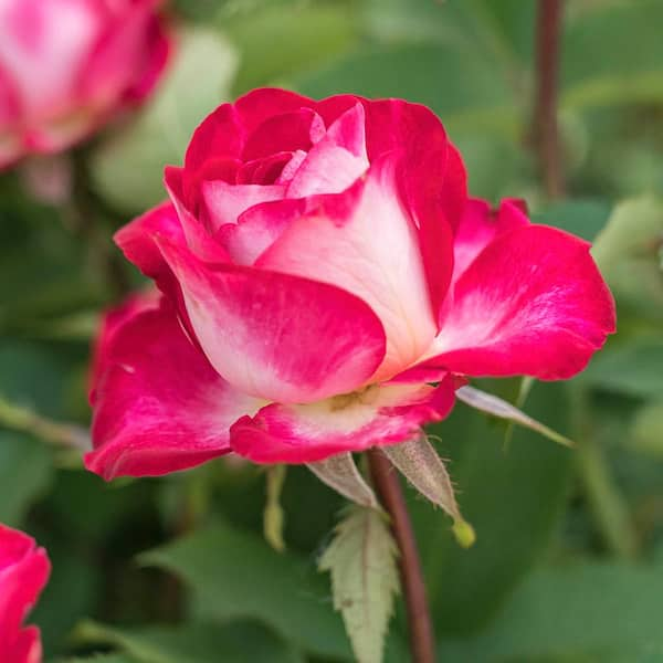 Gardens Alive! Love Grandiflora Rose, Live Dormant Bare Root Plant (1 