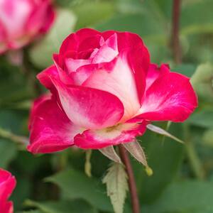 3 Gal. Pot, Love Grandiflora Rose Bush, Live Potted Deciduous Flowering Plant (1-Pack)