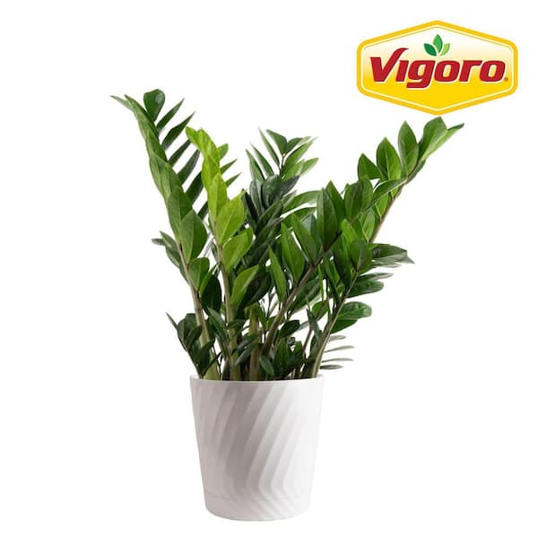 Vigoro Zamioculas Zamiifolia Indoor ZZ Plant in 10 in. White Decor Planter, Avg. Shipping Height 1-2 ft. Tall