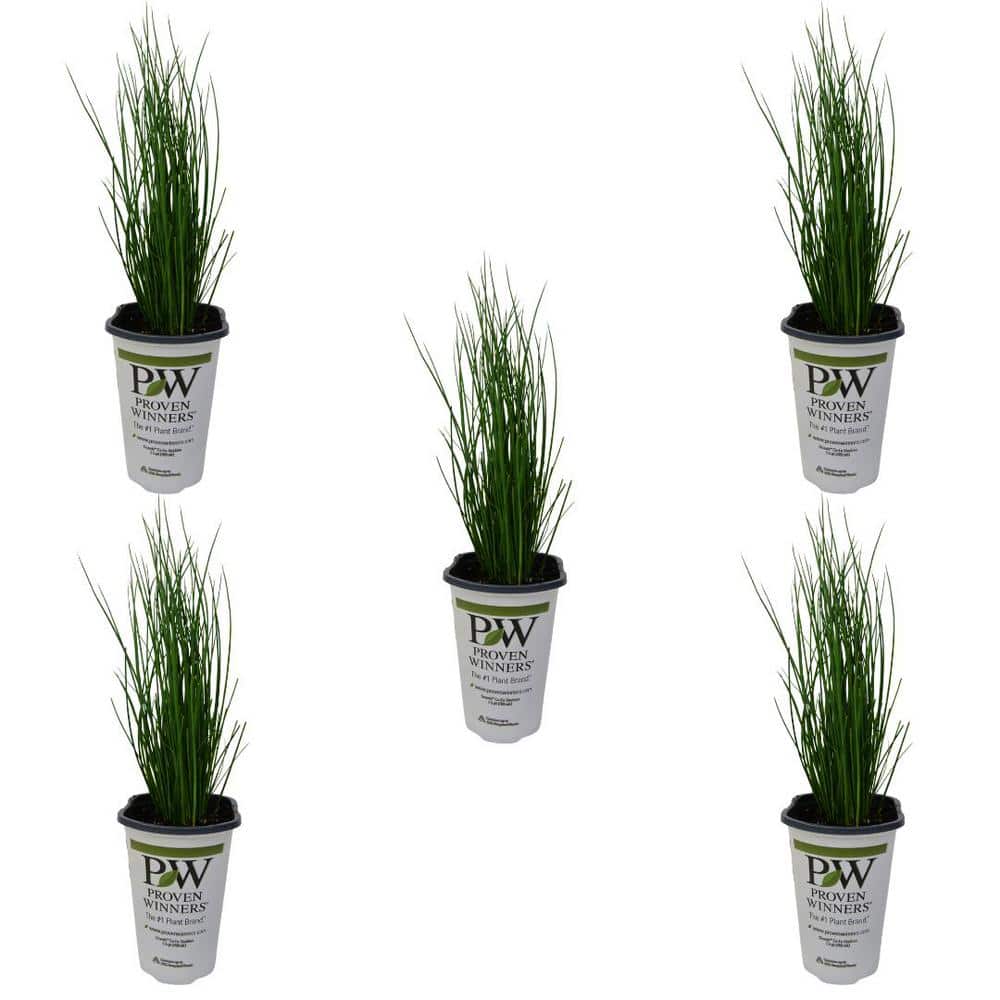 1.5 Pt. Proven Winners Grass Juncus Blue Mohawk Annual Plant with Green Fol