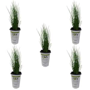 1.5 Pt. Proven Winners Grass Juncus Blue Mohawk Annual Plant with Green Foliage (5-Pack)