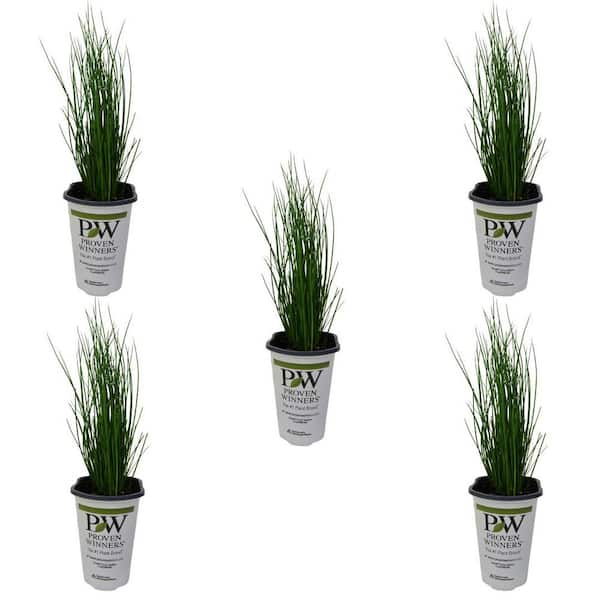 Unbranded 1.5 Pt. Proven Winners Grass Juncus Blue Mohawk Annual Plant with Green Foliage (5-Pack)