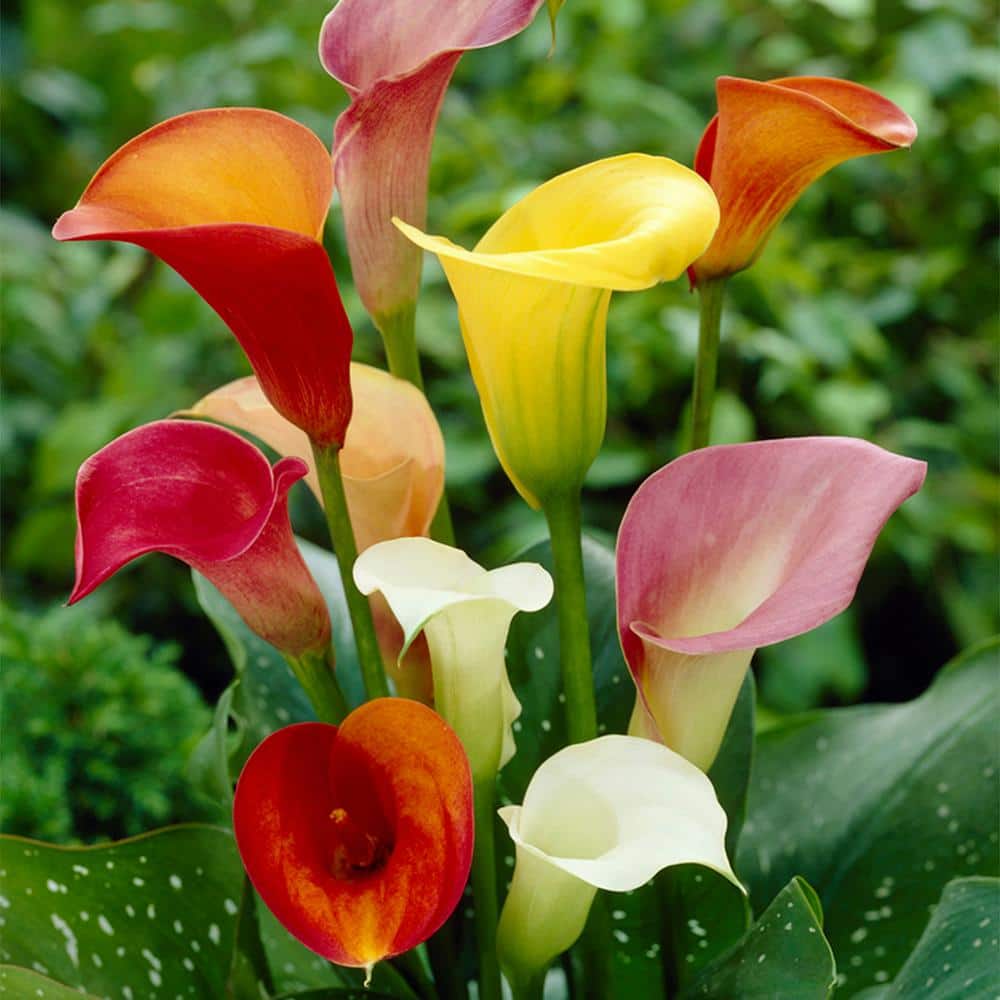 VAN ZYVERDEN Van Zyverden Callas Mixed Colors Set of 5 Bulbs