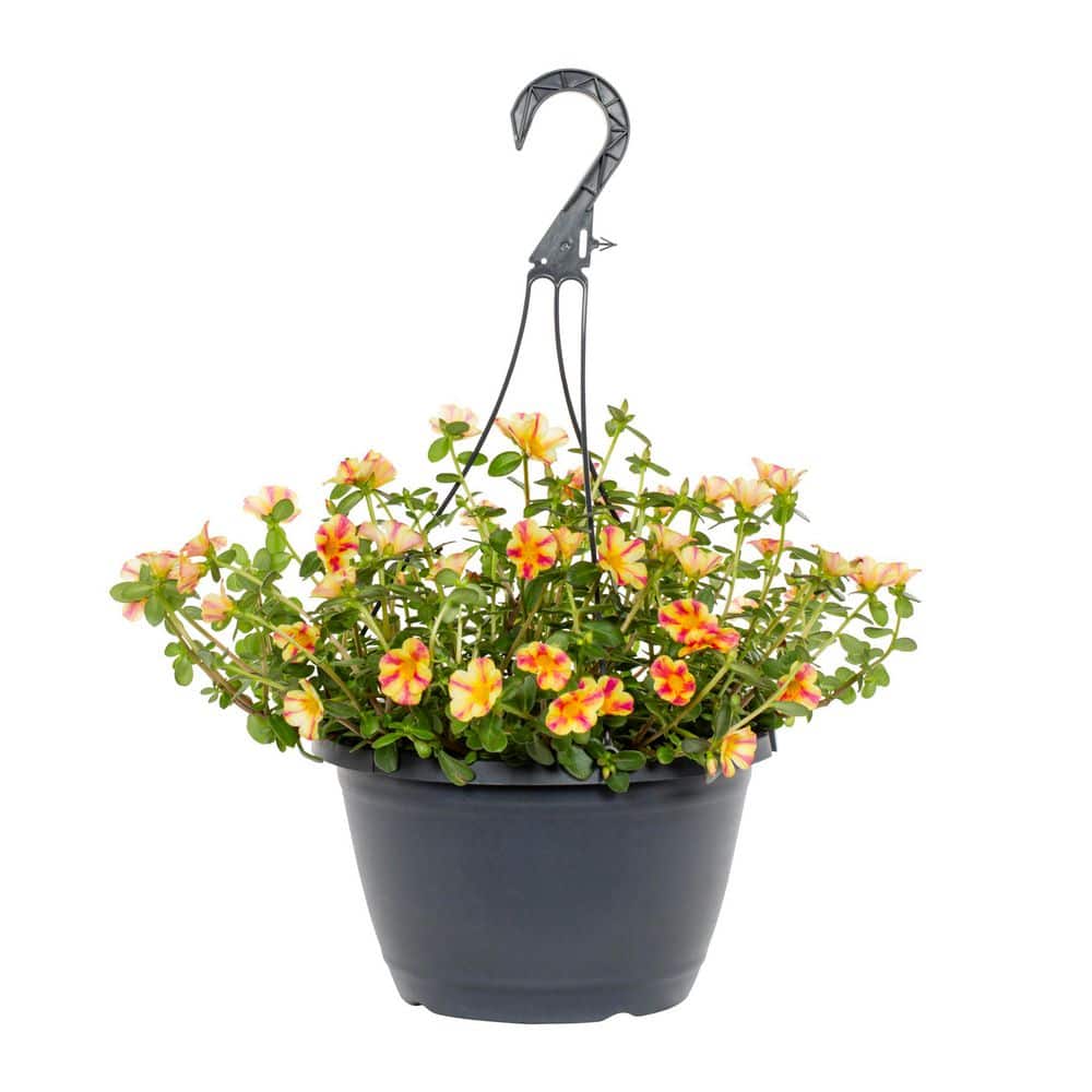 metrolina-greenhouses-annual-