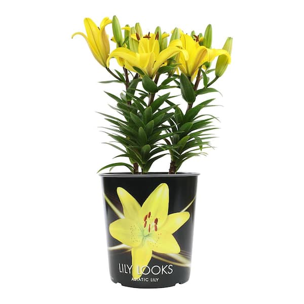 ALTMAN PLANTS Asiatic Lily Looks Yellow Pic Garden Outdoor Plant in 2.5 qt. Grower Pot