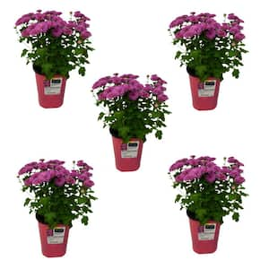 QT Garden Chrysanthemum Plant Pink Shades (5-Pack)