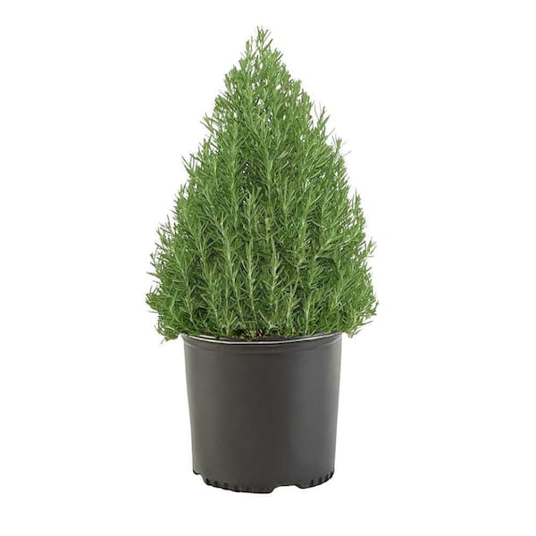 3 Gal. Rosemary Evergreen Plant with Pale Blue to White Flowers 80022