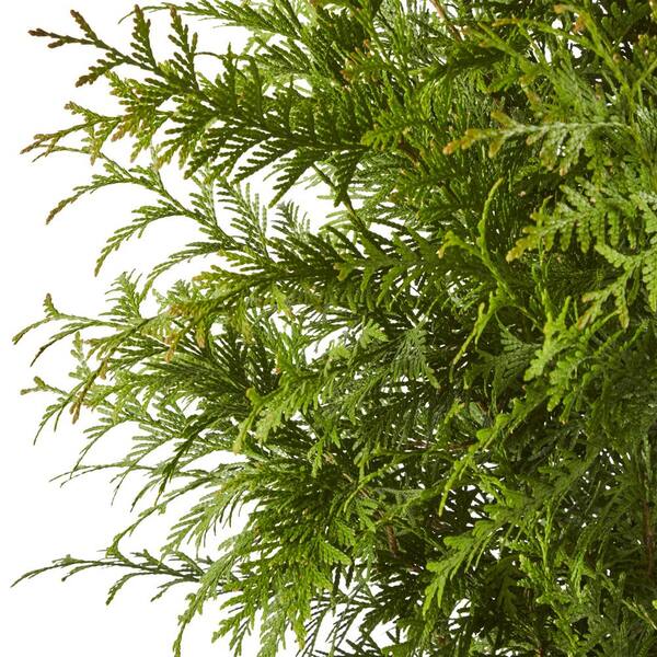 7 Gal Arborvitae Green Giant Shrub With Green Foliage 15601 The Home Depot