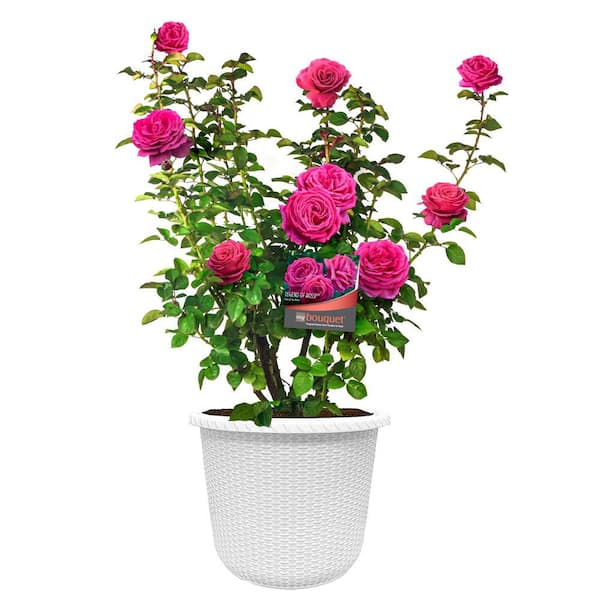 2 Gal. Legend of Rossi Rose with Hot Pink Flowers in Decorative Container