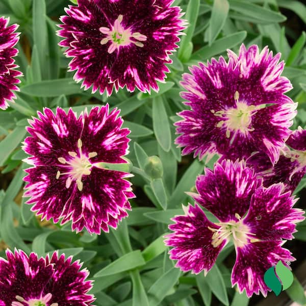 1 Gal. EverBloom Raspberry Jam Dianthus, Live Perennial Plant