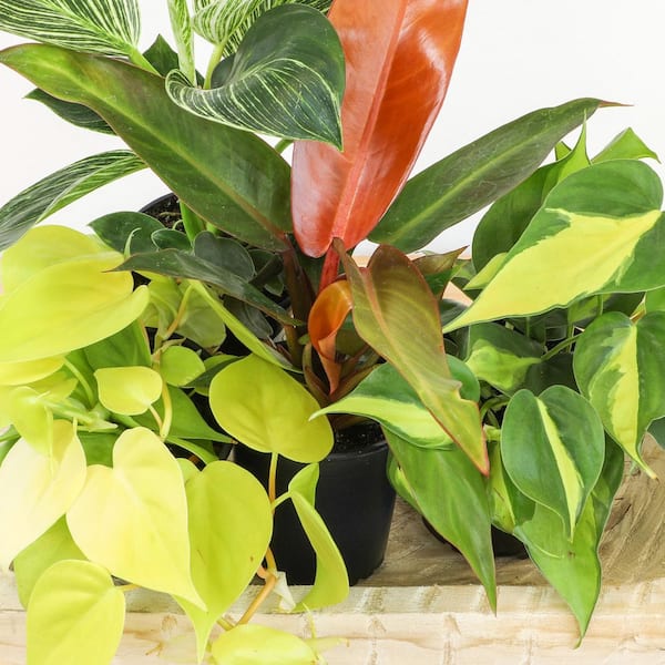 ALTMAN PLANTS Clean Air Philodendron Plant (3-Pack), Easy Live Indoor Plants, Approx. 9 in. Tall, Real Houseplants, 4.25 in. Pots