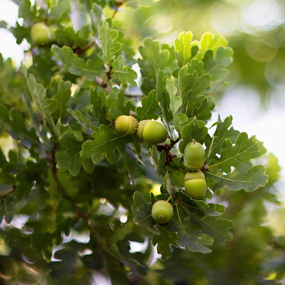 2.25 Gallon Deciduous Bur Oak Tree for Full Sun