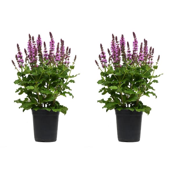 Unbranded 2.5 Qt. Perennial Salvia Rose (2-Pack)