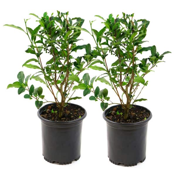 national PLANT NETWORK 1 gal. Brew-Tea-Ful Camelia Sinensis Shrub (2-Pack)