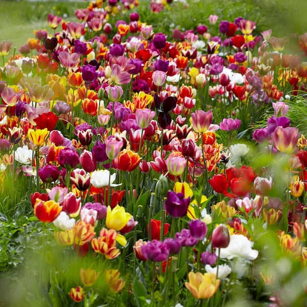 VAN ZYVERDEN Tulips Economy Medley Of Varieties Set of 7 Bulbs