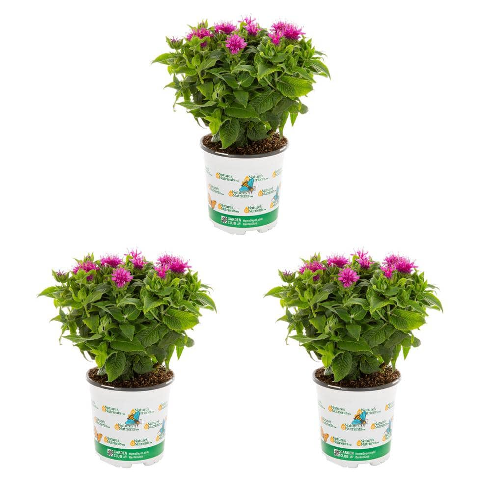 Vigoro 2 qt. Monarda Bee Balm Pocahontas Purple Rose Perennial Plant (3 ...