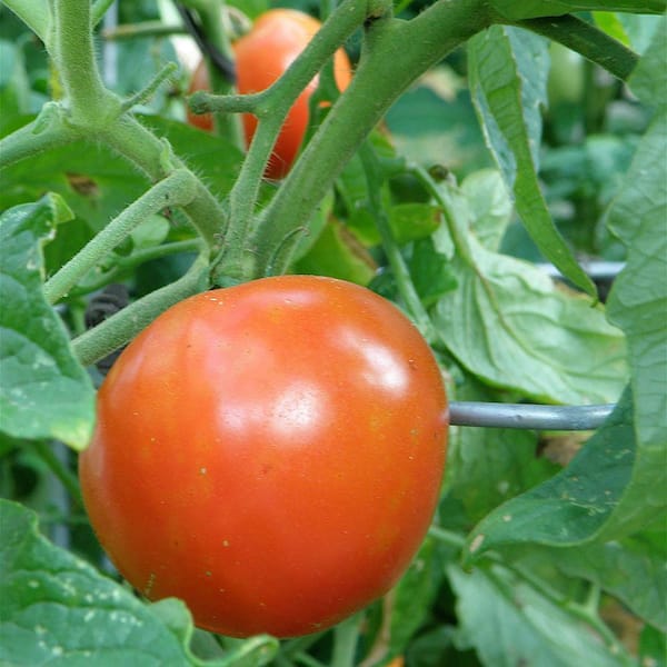 Jet Star Tomato – Bonnie Plants