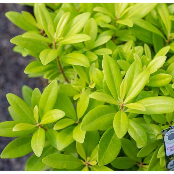 2 Gal. Florida Sunshine Anise (Illicium) Shrub Plant with Shade-Friendly Chartreuse Yellow Foliage