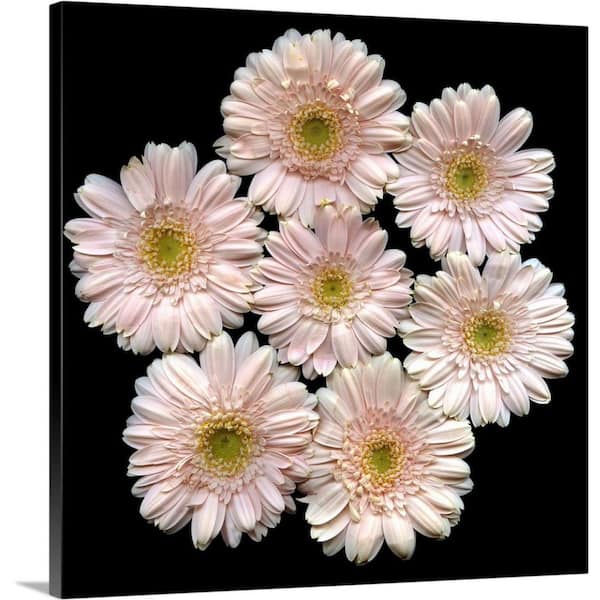 GreatBigCanvas "Gerberas for You" by Magda Indigo Canvas Wall Art