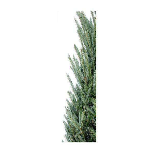 Premium Fraser Fir