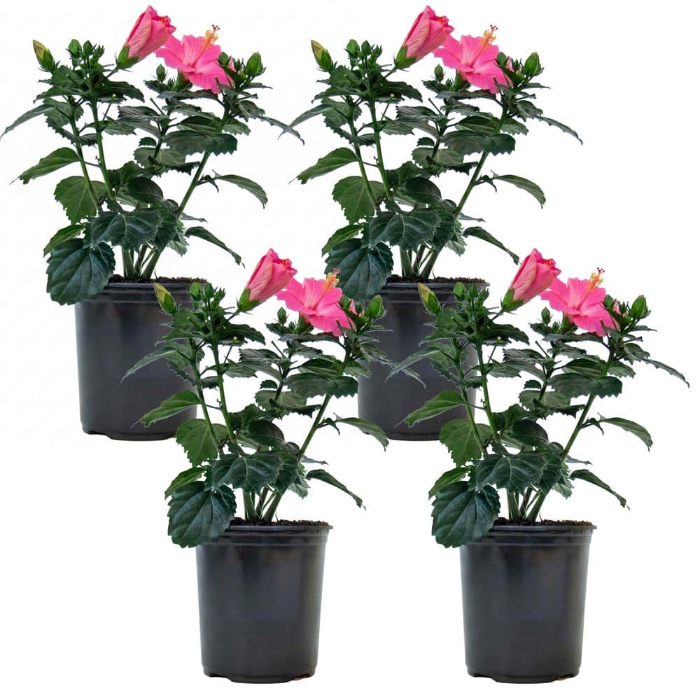 1 Gal. Tradewinds Hibiscus Shrub with Cayman Wind Pink Flowers (4