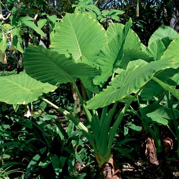 VAN ZYVERDEN Upright Elephant Ears Alocasia (Set of 3 Mammoth Bulbs)