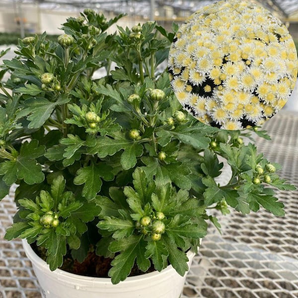 PROVEN WINNERS 1 Gal. Royale, Proven Selections White Mildred Garden Mum (Chrysanthemum), Live Plant (1-Pack)