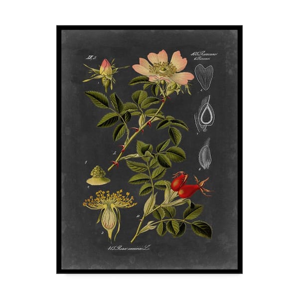 Trademark Fine Art Midnight Botanical I by Vision Studio Floater Frame Nature Wall Art 19 in. x 14 in.