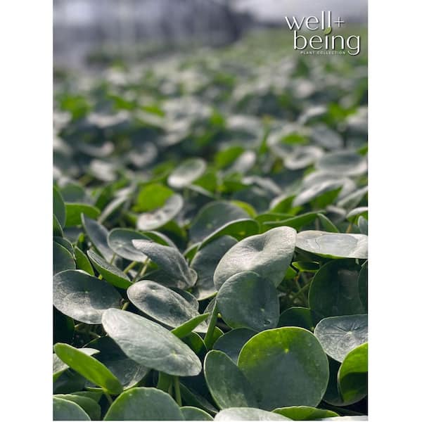 where to buy money plant Money Tree for Sale