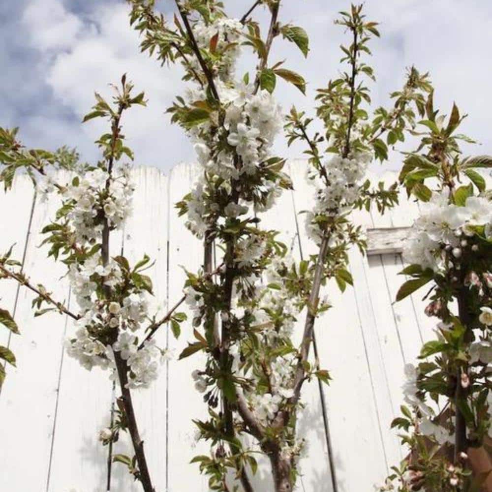 7 Gal. Lapins Cherry Tree
