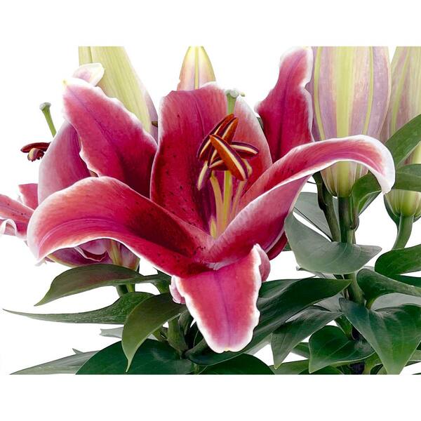 2.5 qt. Oriental Lily Perennial Plant with Red Flowers-2 Pack 1245