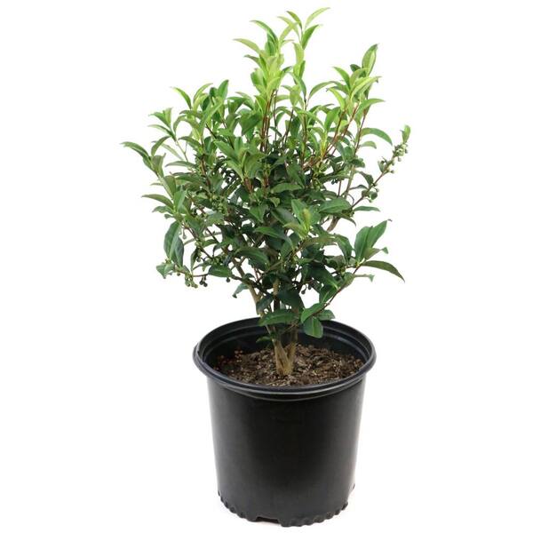 national PLANT NETWORK 3 gal. Camellia Sinensis Green Tea Shrub with ...