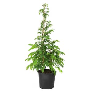 3 gal. Wisteria Lavender Falls Perennial Plant